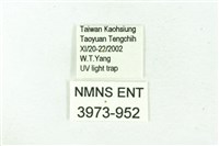 臺雪苔蛾藏品圖，第3張