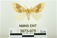 寬紋黃毒蛾藏品圖，第1張