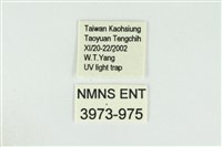 寬紋黃毒蛾藏品圖，第3張