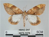 枯葉尺蛾藏品圖，第1張