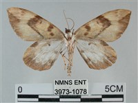 枯葉尺蛾藏品圖，第2張