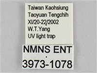 枯葉尺蛾藏品圖，第3張