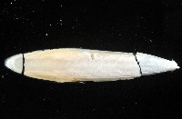 叉尾烏賊藏品圖，第5張