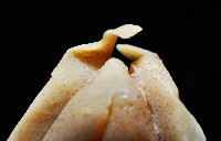 叉尾烏賊藏品圖，第9張