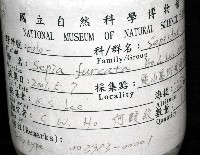 叉尾烏賊藏品圖，第11張