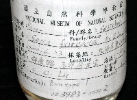 叉尾烏賊藏品圖，第15張