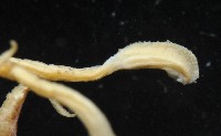 燕尾烏賊藏品圖，第6張