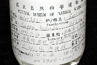 燕尾烏賊藏品圖，第19張