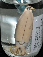 燕尾烏賊藏品圖，第20張