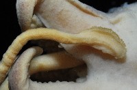 燕尾烏賊藏品圖，第6張
