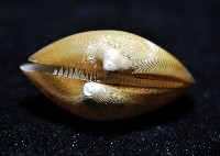 伊豆銀錦蛤藏品圖，第3張