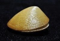 伊豆銀錦蛤藏品圖，第4張