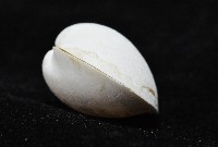 太平洋深淵杓蛤藏品圖，第4張