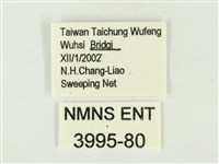 白雅波灰蝶藏品圖，第3張