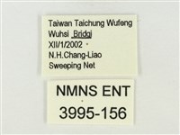 白雅波灰蝶藏品圖，第3張