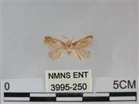 登錄號:003995-00250藏品圖，第1張