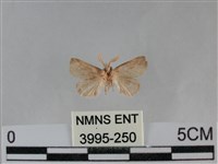 登錄號:003995-00250藏品圖，第2張