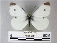 白粉蝶、紋白蝶藏品圖，第1張