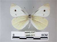 白粉蝶、紋白蝶藏品圖，第2張