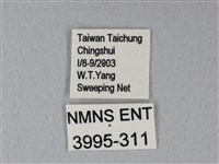 白粉蝶、紋白蝶藏品圖，第3張