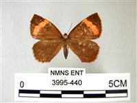 帶錨紋蛾藏品圖，第1張