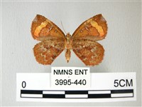 帶錨紋蛾藏品圖，第2張