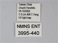 帶錨紋蛾藏品圖，第3張