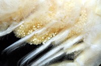 學羽紅蝦藏品圖，第11張