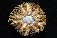斑蘑海膽藏品圖，第3張