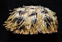 斑蘑海膽藏品圖，第4張