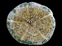 綠楯海膽藏品圖，第2張