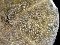 綠楯海膽藏品圖，第3張