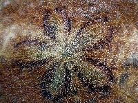 綠楯海膽藏品圖，第4張