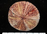 疣小肛海膽藏品圖，第1張