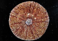 疣小肛海膽藏品圖，第3張