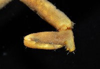 西伯加曼人面蟹藏品圖，第4張