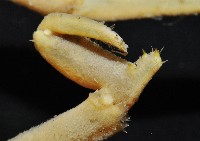 西伯加曼人面蟹藏品圖，第5張