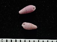 金黃三口螺(小紫左錐螺)藏品圖，第4張