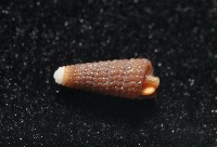 左錐螺之一種藏品圖，第2張