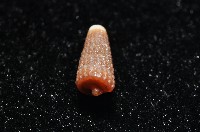 左錐螺之一種藏品圖，第3張