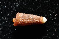 左錐螺之一種藏品圖，第4張