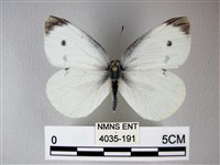 白粉蝶、紋白蝶藏品圖，第1張