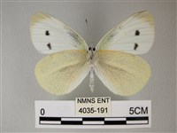 白粉蝶、紋白蝶藏品圖，第2張