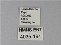 白粉蝶、紋白蝶藏品圖，第3張