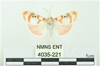 臺雪苔蛾藏品圖，第1張