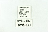 臺雪苔蛾藏品圖，第3張