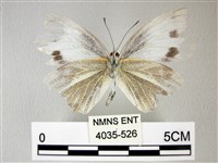 緣點白粉蝶藏品圖，第2張