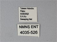 緣點白粉蝶藏品圖，第3張