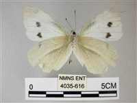 白粉蝶、紋白蝶藏品圖，第2張