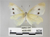 白粉蝶、紋白蝶藏品圖，第2張